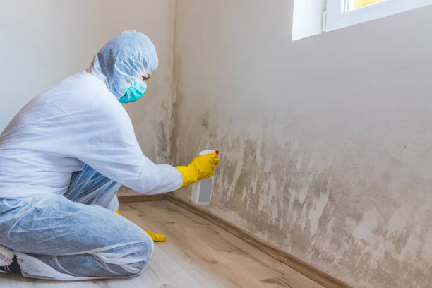 Licensed Black Mold Removal service in Ludington, MI - WQB Mold Removal