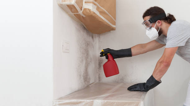 Professional Black Mold Removal technician working in Ludington, MI