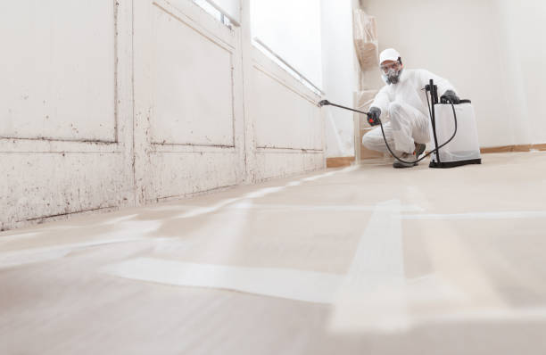 24/7 Emergency Black Mold Removal experts in Ludington, MI
