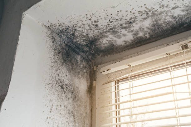 Affordable Black Mold Removal solutions in Ludington, MI