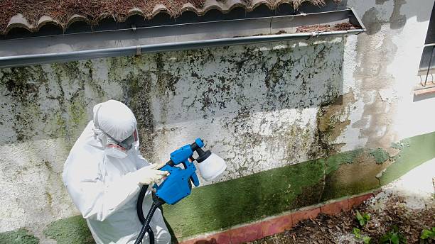 Top rated local Black Mold Removal specialists in Ludington, MI